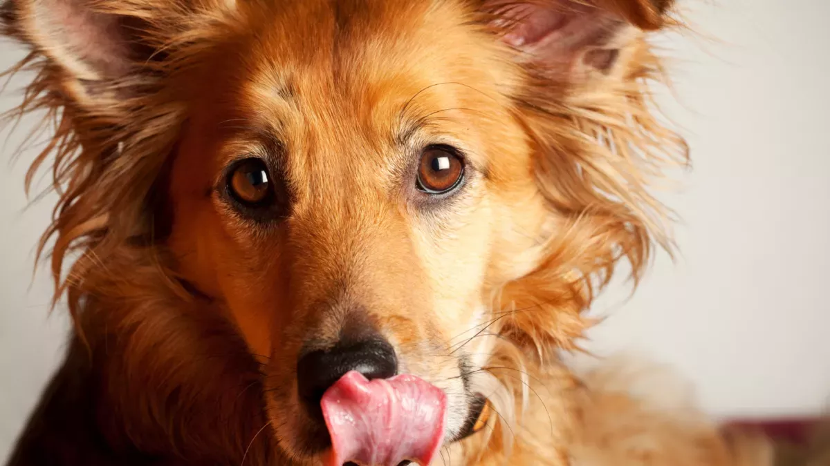 Hund schmatzt vermehrt? Achtung bei der Fütterung!